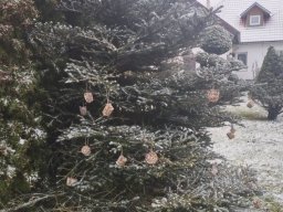 Projekt Ptáci